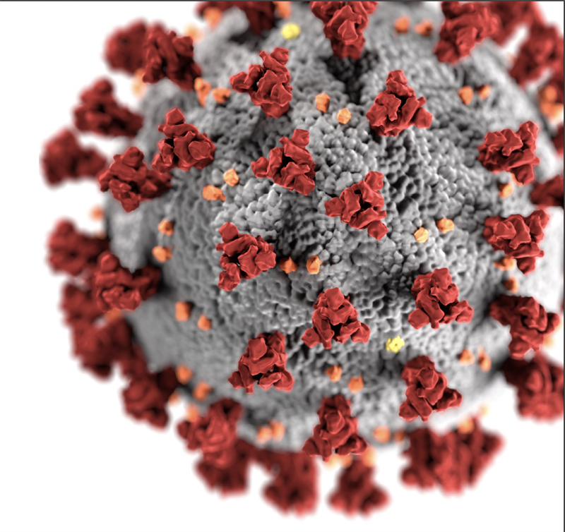 image of the corona virus